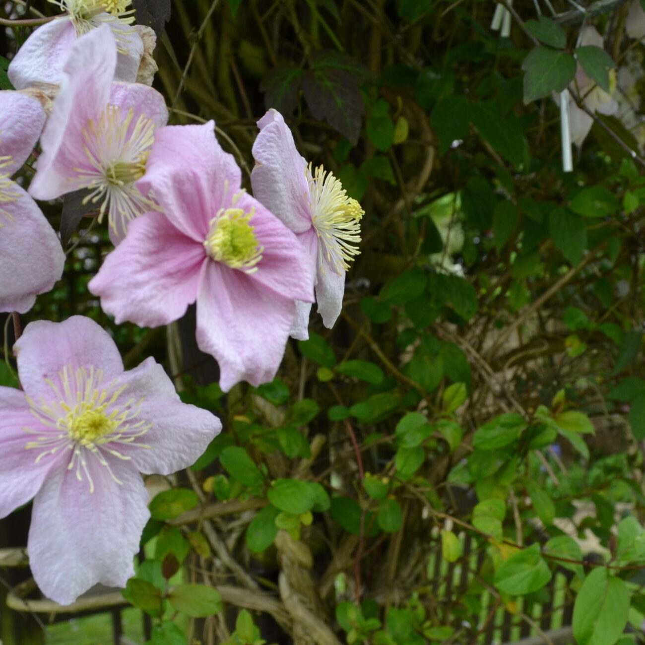 Pergola covered with Clematis